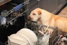 the dishwasher does not heat the water